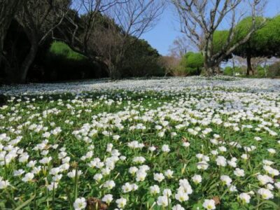 のこのしまアイランドパーク　2024年11月～2025年2月の花の見頃